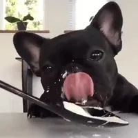  dog eats yogurt GIF
