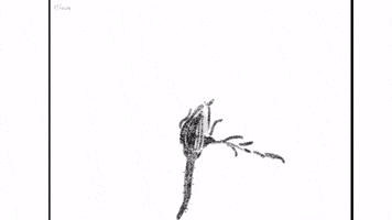 Flower Blooming GIF by Yin Wrong