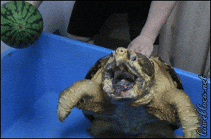 snapping turtle watermelon GIF
