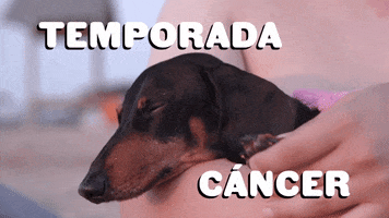 Dogs Cancer GIF by Sealed With A GIF