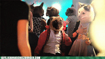 cat and dog dancing GIF